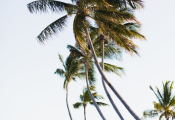 caribbean-wedding-33-853x1280